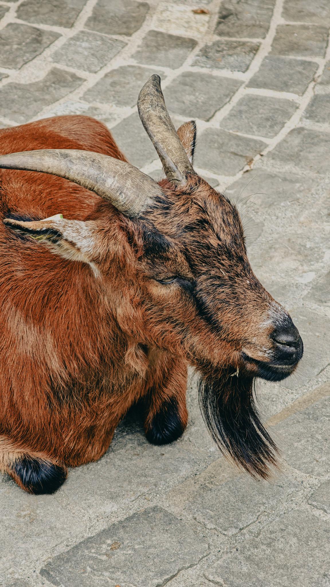 La bâtie parc animalier
